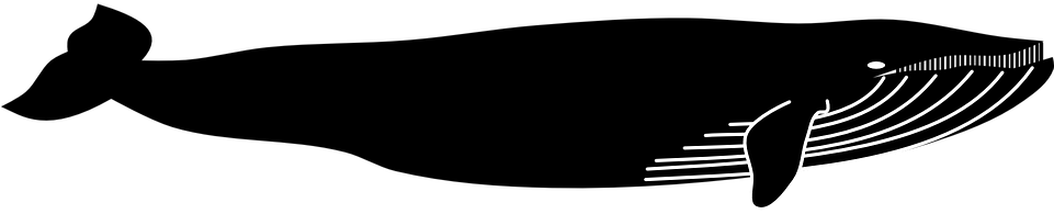 Black Whale Shower Curtain (960x480)