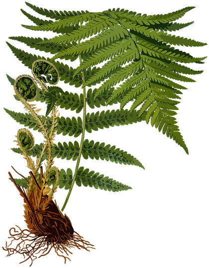 Branch, Fern, Forest, Herbal, Medicinal, Medicine - Dryopteris Filix Mas (497x640)