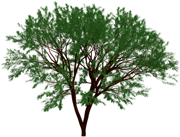 Tree, Nature, Garden, Forest, Leaf, Leaves, Natural - Tree (640x480)