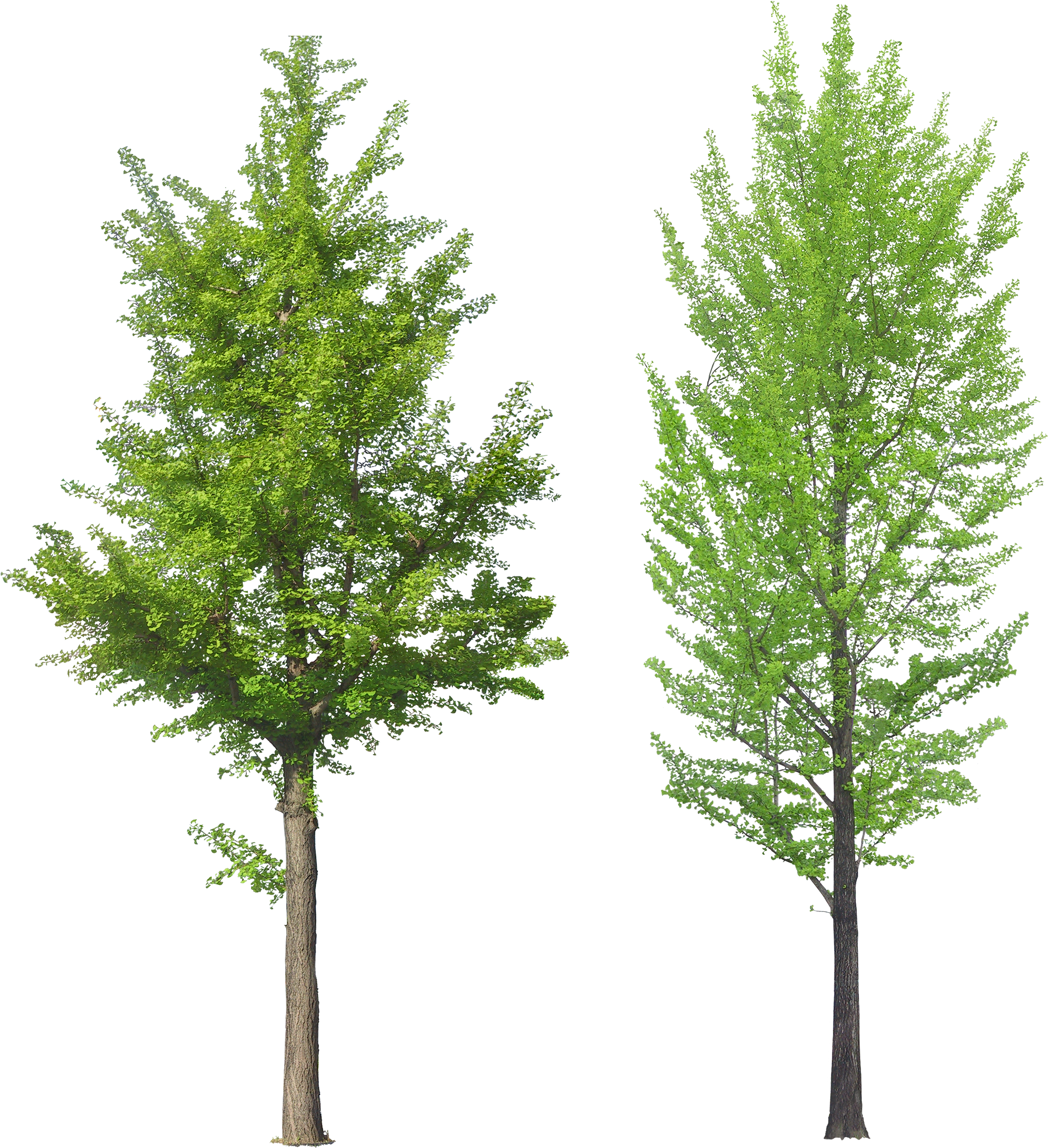 , Type Format, Birch, Forest - Ginkgo Biloba Tree Png (2652x2841)