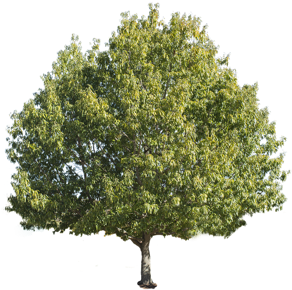 Shrub Clipart Forest - Mango Tree White Background (960x638)