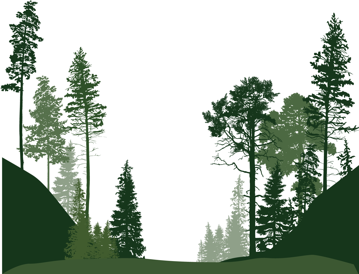 Forest Euclidean Vector Tree - Forest Tree Vector Png (1500x1500)