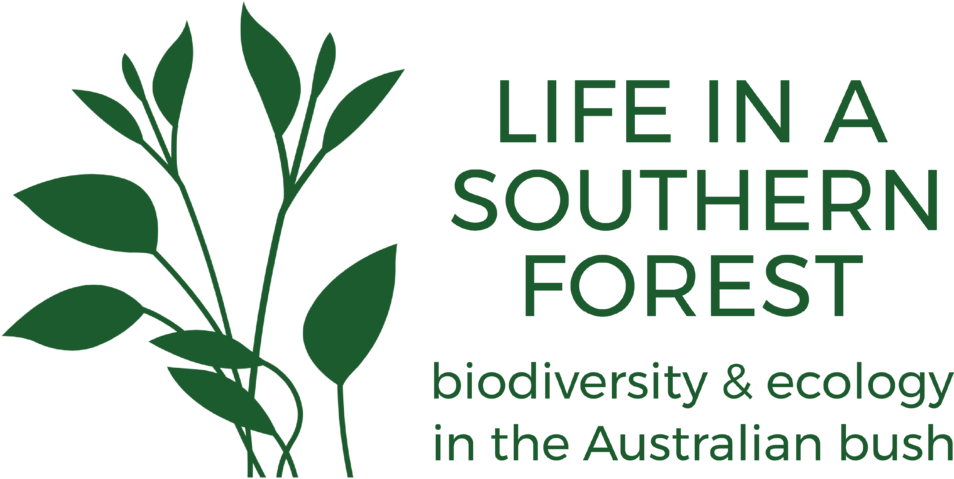 Life In A Southern Forest - Life In A Southern Forest (1000x570)