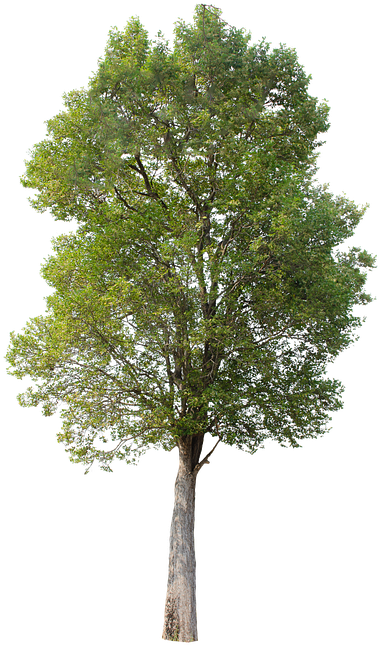 Tree, Green, Isolated, Garden, Forest, Decoration - Hawthorn Tree Png (720x720)