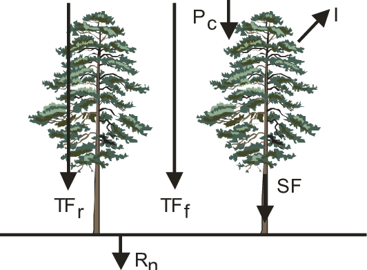 Partitioning Of Water In A Forest Stand, Acc - Valmieras Pārgaujas Sākumskola (532x391)