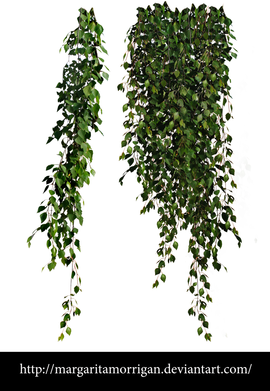 Drawn Vine Forest Plant - Cottingley Secret: A Novel (900x1302)