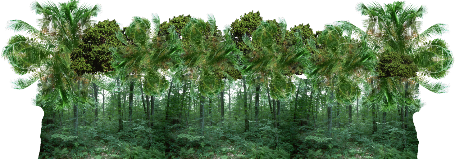 Jungle Forest By Digitalwideresource Jungle Forest - Sabal Palmetto (1600x512)