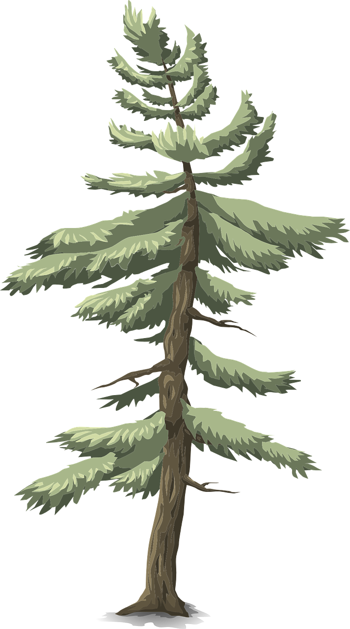 Forest, Tree Conifer Green Nature Forest Outdoor P - Zazzle Rosa Und Blaue Dinosaurier, Gewohnheit Brotdose (713x1280)