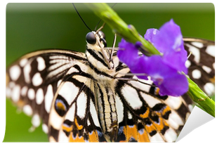 Fotomural Mariposa Que Se Sienta En Una Flor En Primavera - Cattleya (400x400)