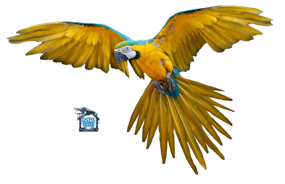 Parrot%2bin%2bflight - Bird Flying Gif Png (1024x819)