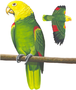 Yellow-headed Parrot - Yellow Parrot (322x402)