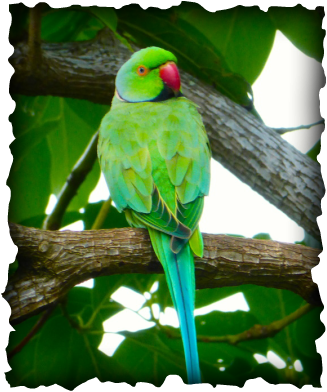 Rose-ringed Parakeet, Psittacula Krameri, Birds, Hawaii - Green Birds In Hawaii (327x392)