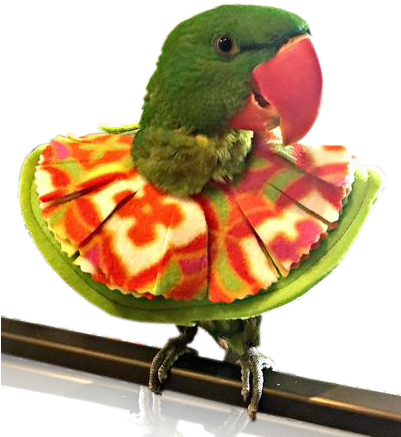 Soft Parrot Plucking Collar - Hummingbird (400x480)