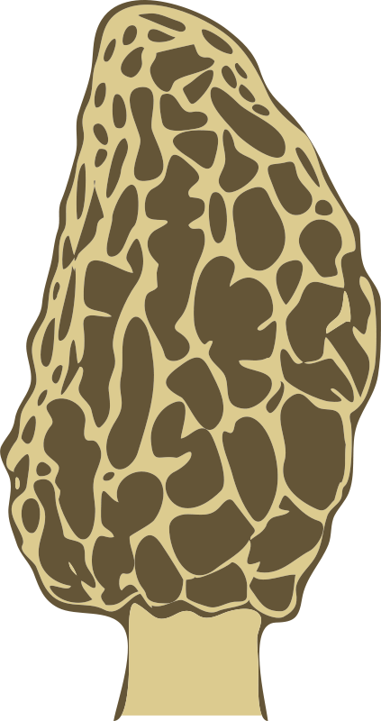 Morel Mushroom - Cafepress Christmas Morels Full/queen Duvet Cover (423x800)