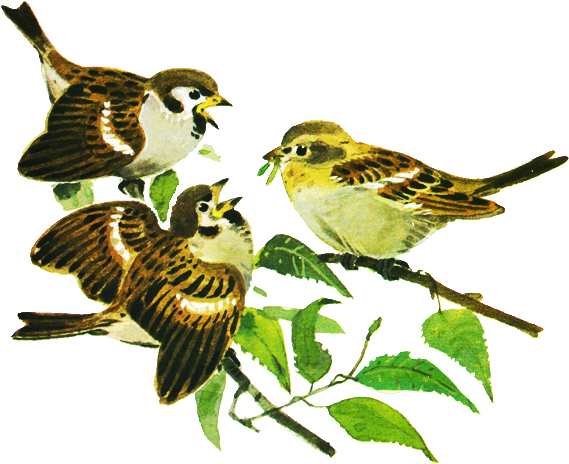 Птицы Под Нашим Окном - Sparrow (600x473)