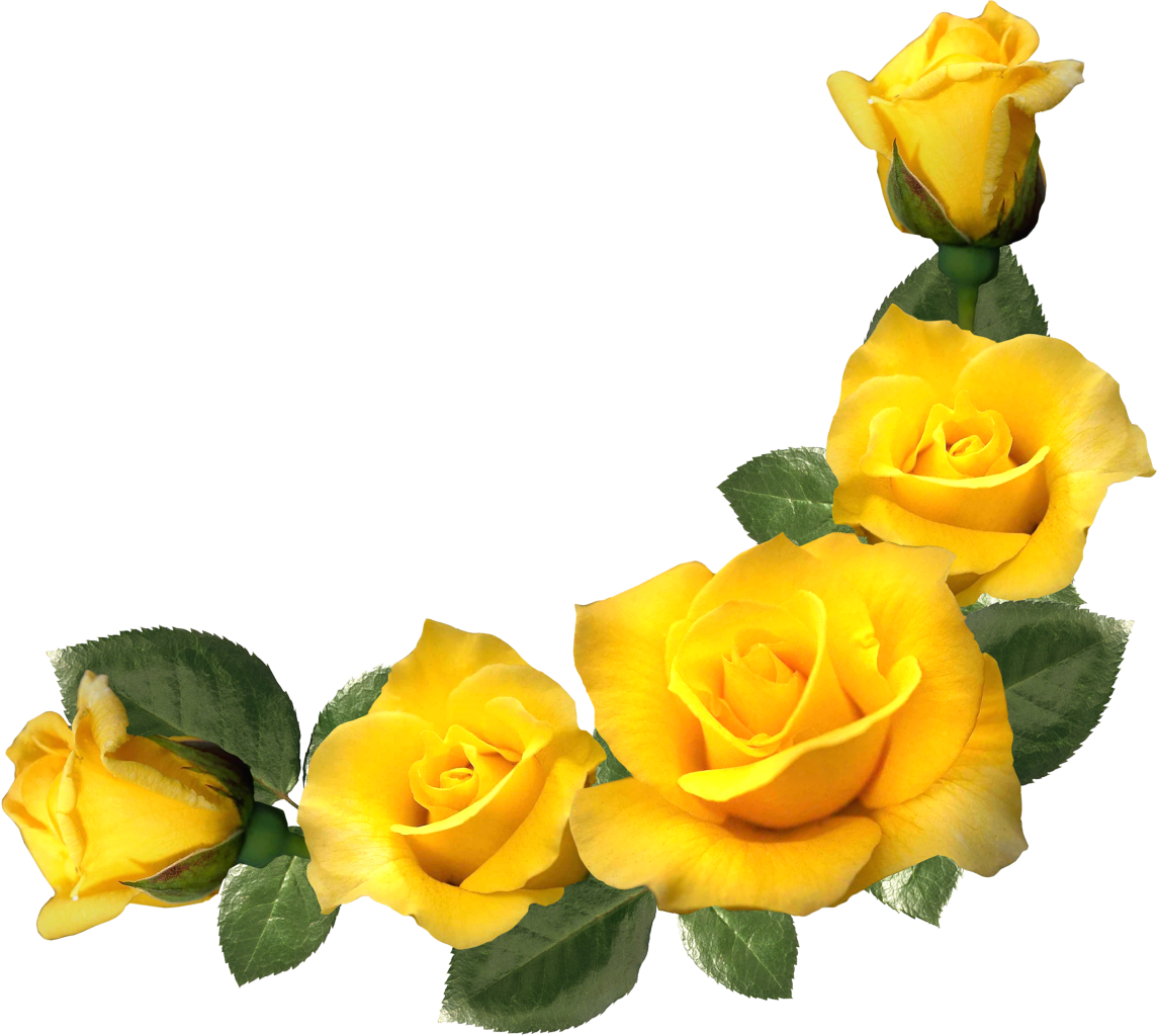 Picture Frames Yellow Rose Flower Clip Art - Yellow Rose Transparent Background (1144x1024)