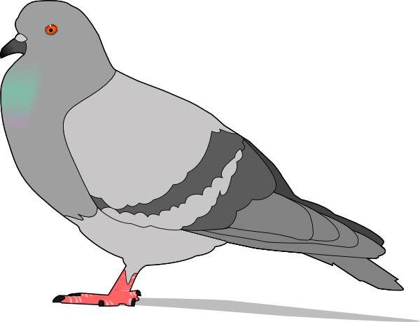 Pigeon Clip Art - Pigeons And Doves (600x460)