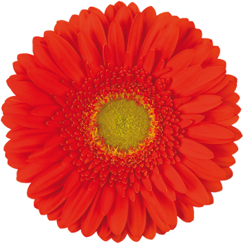 Kingsley - Health Is Wealth Png (374x374)