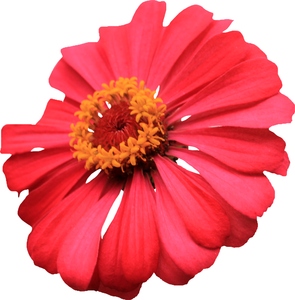 Red Single Layer Zinnia Png By Thy Darkest Hour - Single Flower Images Hd Png (1024x1043)