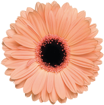 Alma - Light Orange Flower Png (374x374)