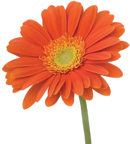 Gerbera - Orange Flower With Stem (500x500)