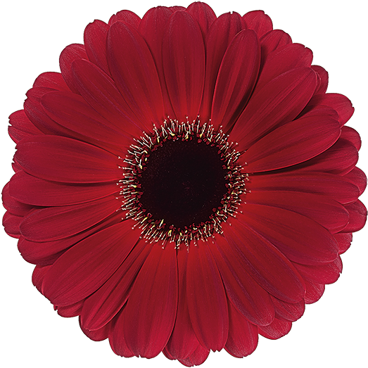 Standard Gerbera - Gerber Daisies (600x600)