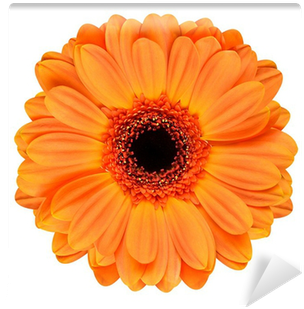 Orange Gerbera Flower Isolated On White Wall Mural - Who I Was (400x400)