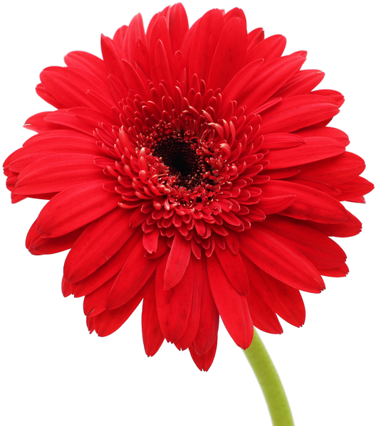 Gerbera Flower Gerbera Flower - Flower Wallpaper With White Background (1024x683)