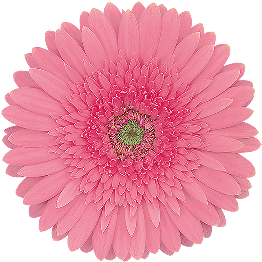 Florist Holland - Galera Magica (600x600)