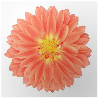 Red Pot Marigold Gerbera Flower Isolated On White Poster - Simply Control - Naturally Clear Oil Control Foaming (400x400)