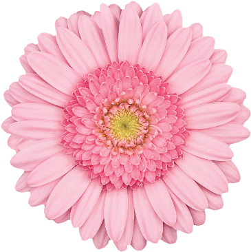 Kimsey - Pink Flower Transparent Background (374x374)