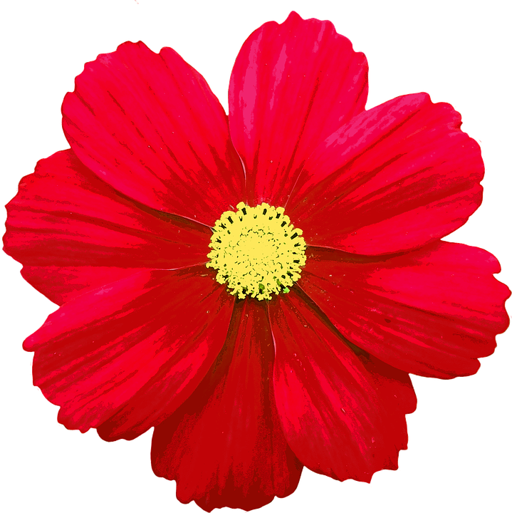 Blossom, Bloom, Flower, Color, Summer Flowers, Summer - Flower (719x720)