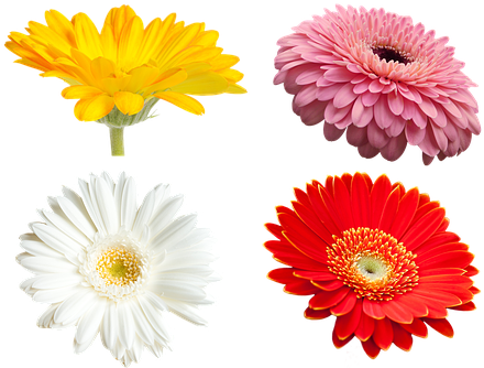 Flowers, Gerbera, Transmission - Yellow (453x340)