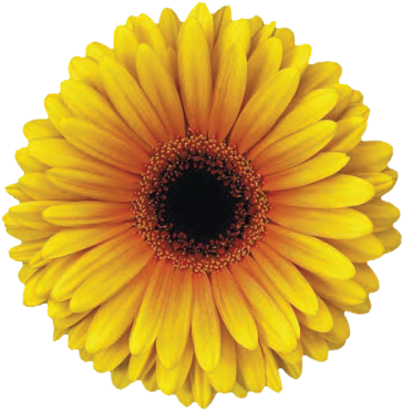 Acapulco - Sunflower Png (374x374)