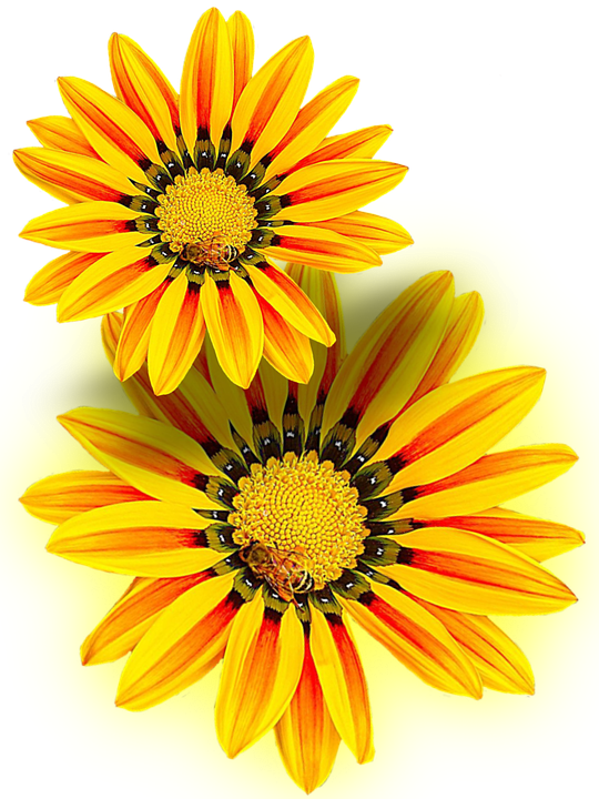 Yellow Flower, Yellow, Png, Isolated - African Daisies (540x720)