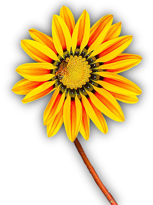 Flower, Yellow, Png, Isolated, Yellow Flower, Blossom - Flor Amarilla En Png (540x720)