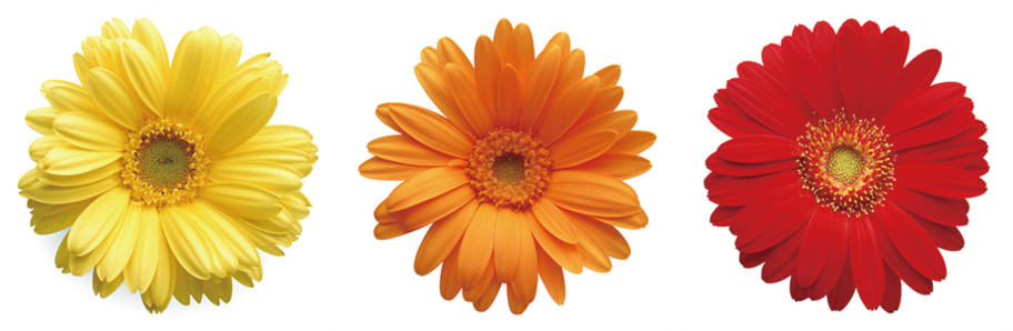 Tumblr Transparent Daisies - 'daisies' 3 Piece Photographic Print Set On Canvas (1024x414)