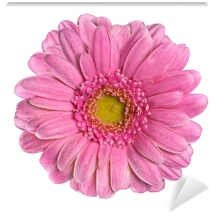 Beautiful Pink Gerbera Flower Isolated On White Wall - Background (400x400)