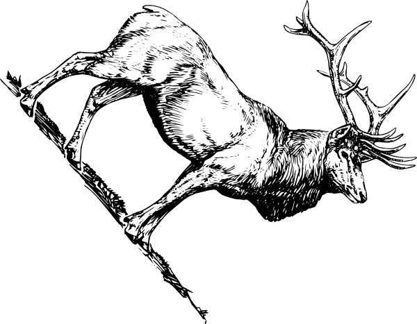 Elk Head Clip Art - Men's Hunting Coloring Book: A Coloring Book For Men (600x467)