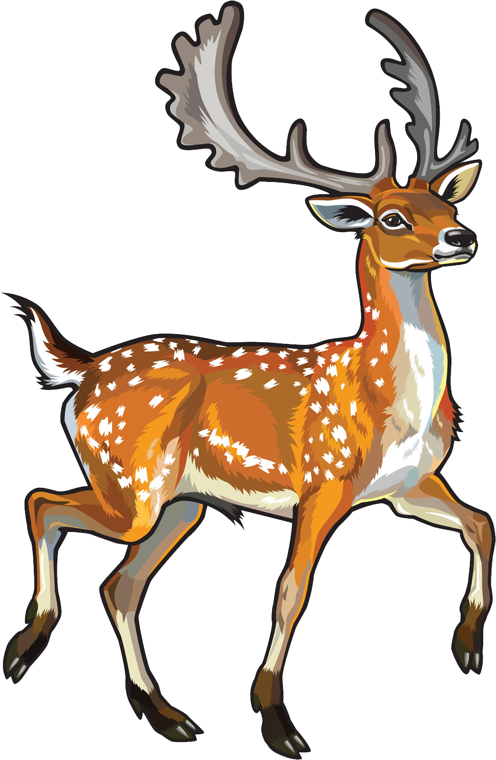 Fallow Deer Chital Clip Art - Chital Clipart (1000x1512)