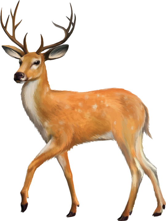 White-tailed Deer Red Deer Clip Art - Animals With Four Legs (750x750)