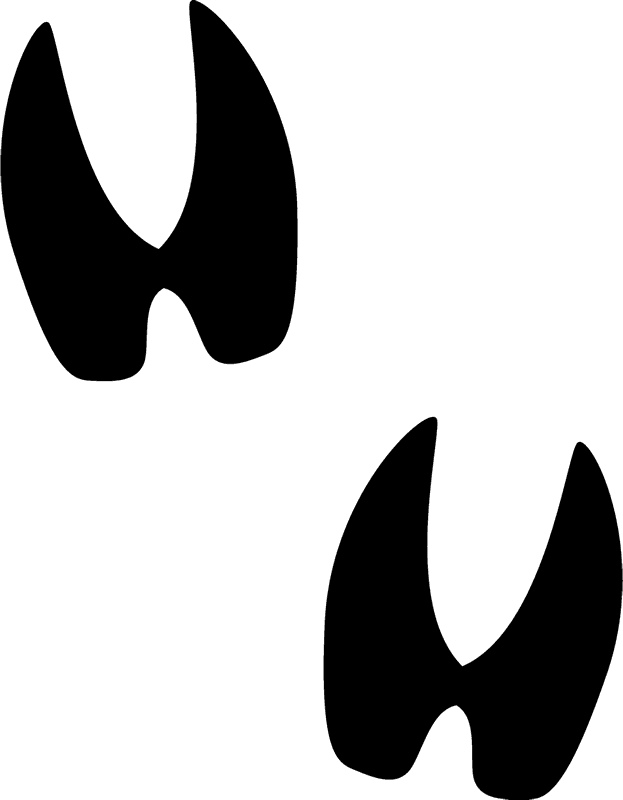 Buck Clipart Deer Track - Deer Tracks Clipart (623x800)