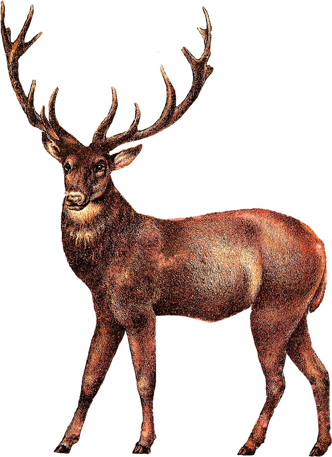White-tailed Deer Elk Clip Art - Deer Png (1225x1600)