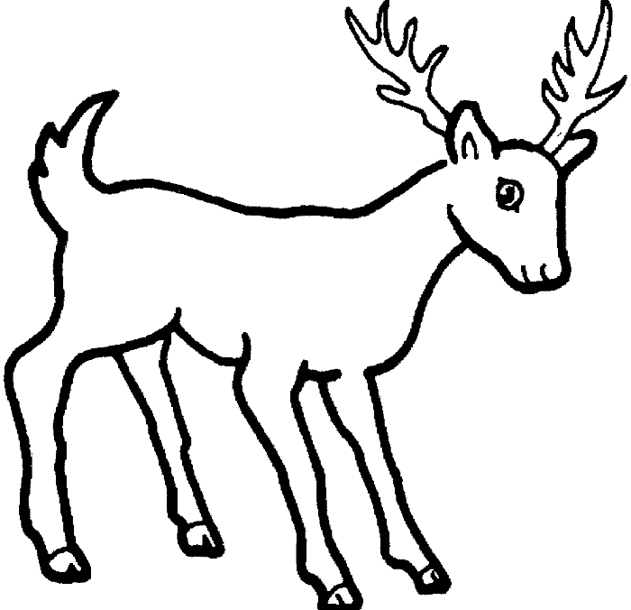 Deer Coloring Page - Simple Drawing Of Wild Animals (700x676)