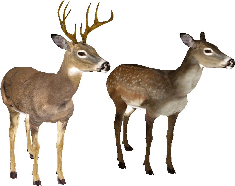 Deer Brushes By Thenova7339 On Clipart Library - Deer (889x774)
