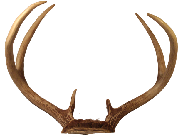Download Free Photo Report - Reindeer Antlers Png (800x600)