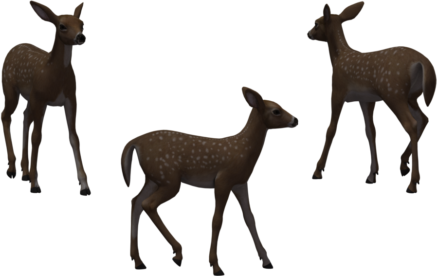 Fawn 10 By Free Stock By Wayne On Clipart Library - Library (1024x645)