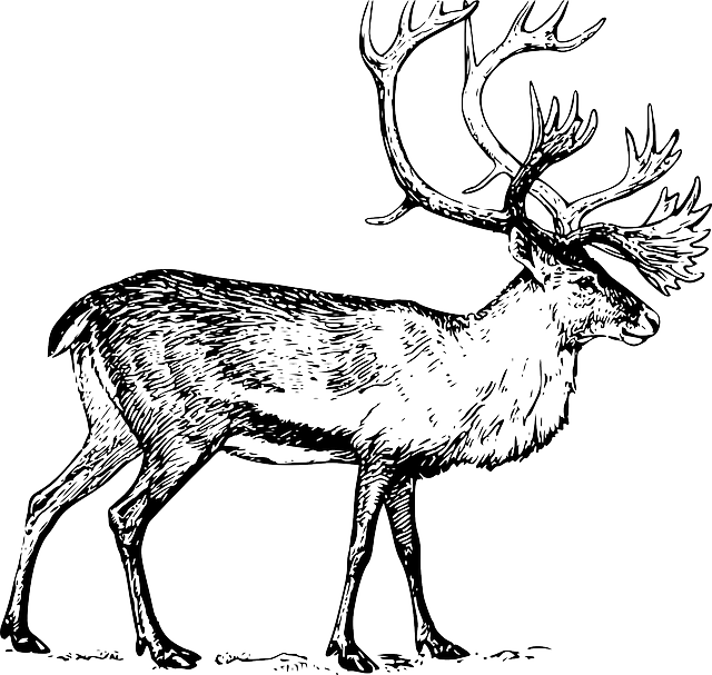Large, Drawing, Walking, Animal, Antlers, Caribou - Highland Stage Art Print - Antique Art - Vintage Dictionary (640x607)
