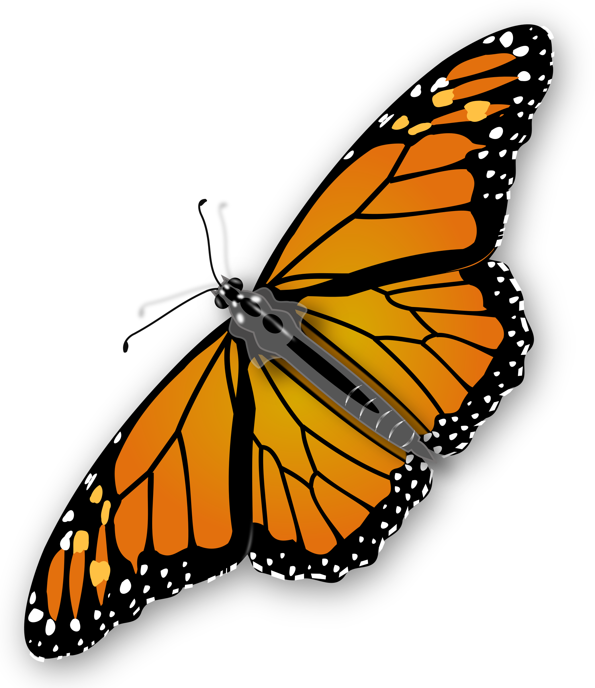Clip Art Monarch Butterfly - Butterfly Clipart No Background (2076x2400)
