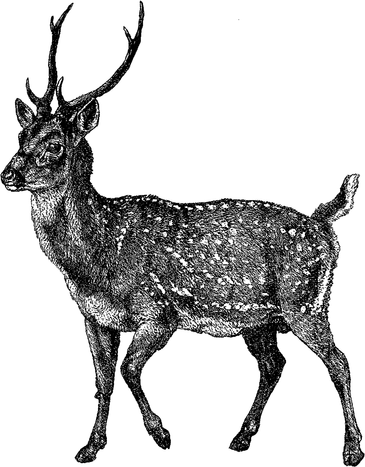 Digital Deer Clip Art - Digital Stamp (1319x1600)